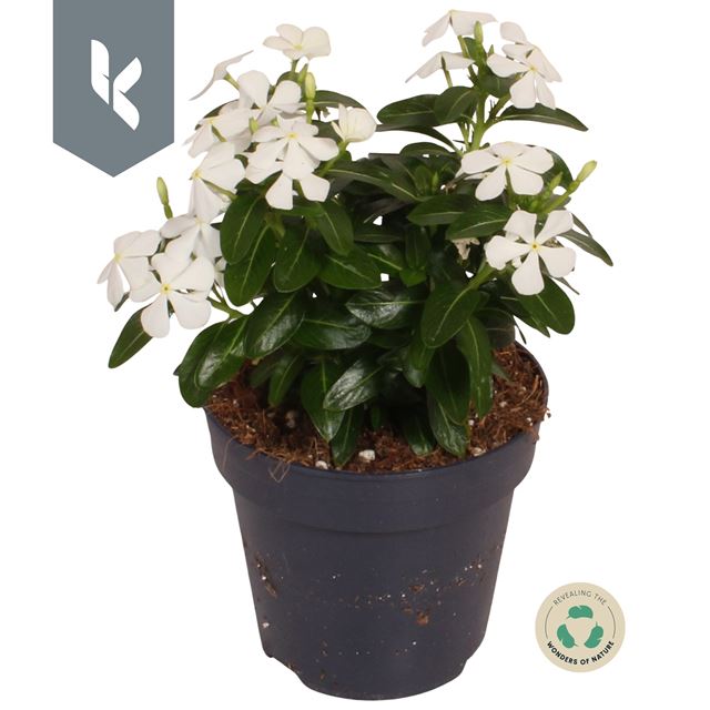 Picture of CATHARANTHUS SOIRÉE WHITE