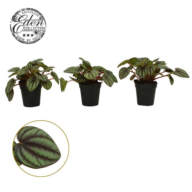 Picture of PEPEROMIA ALBOVITTATA PICCOLO BANDA