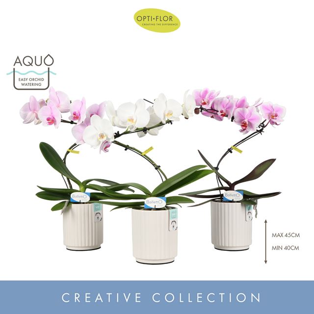 Picture of PHALAENOPSIS 01-STEM BALLETTO MIX IN CERAMIC