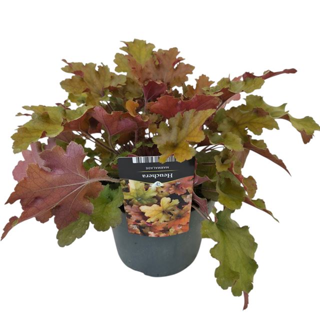 Picture of HEUCHERA CARNIVAL PLUM CRAZY