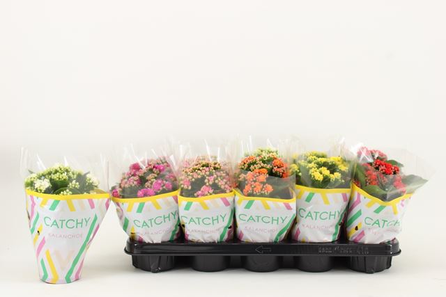 Picture of Kalanchoe double catchy season mix
