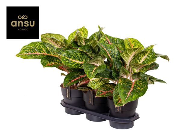Picture of AGLAONEMA SPRING RED