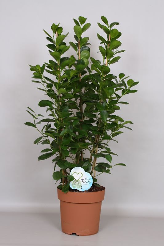 Picture of FICUS MICROCARPA MOCLAME