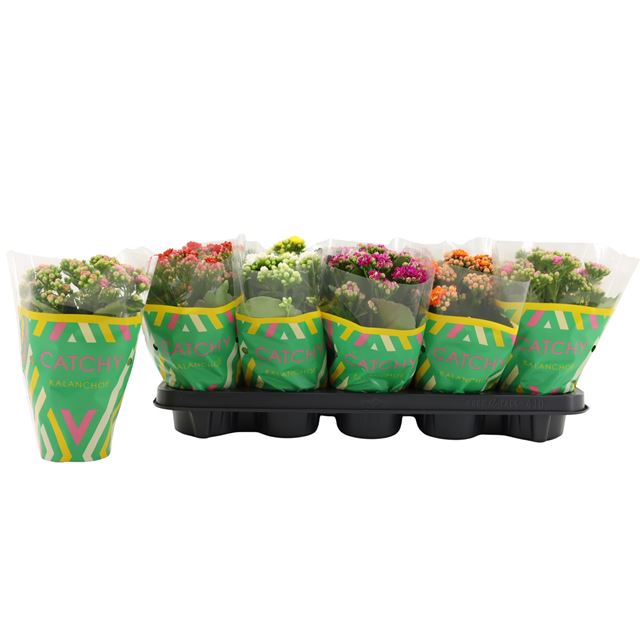Picture of Kalanchoe double catchy season mix