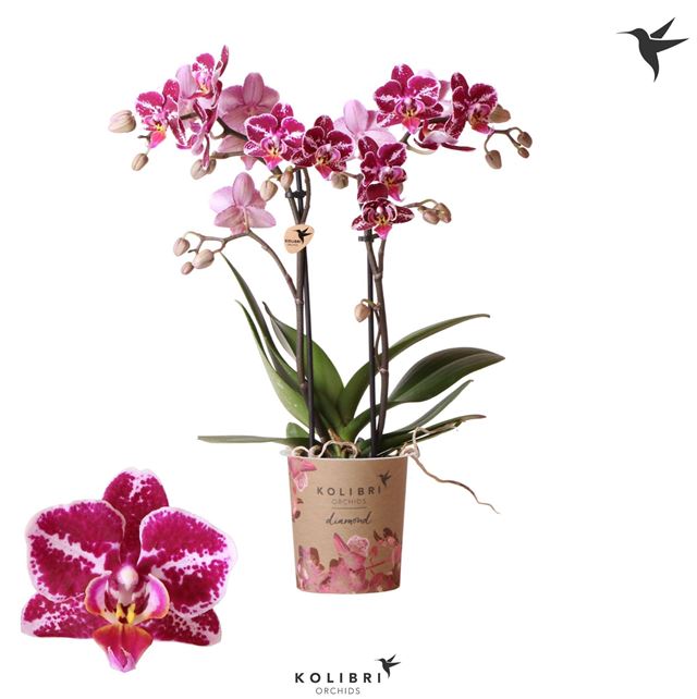 Picture of Phalaenopsis 02-stem multi thailand