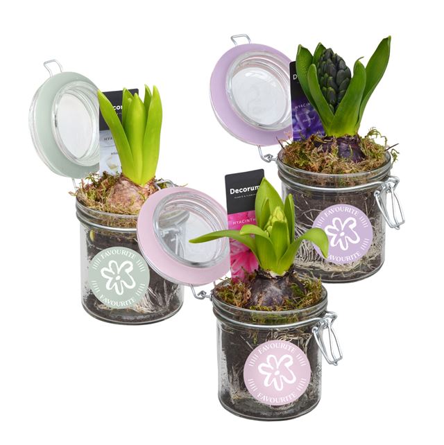Picture of HYACINTHUS 01BULB GLASS POT + LID