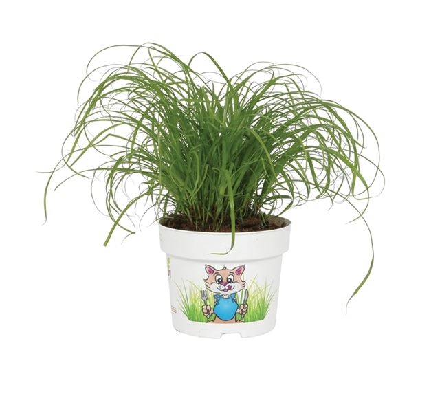 Picture of CYPERUS ZUMULA (CAT GRASS)