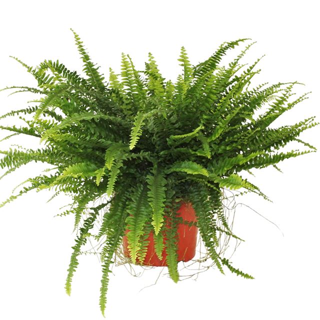 Picture of NEPHROLEPIS EXALTATA GREEN LADY