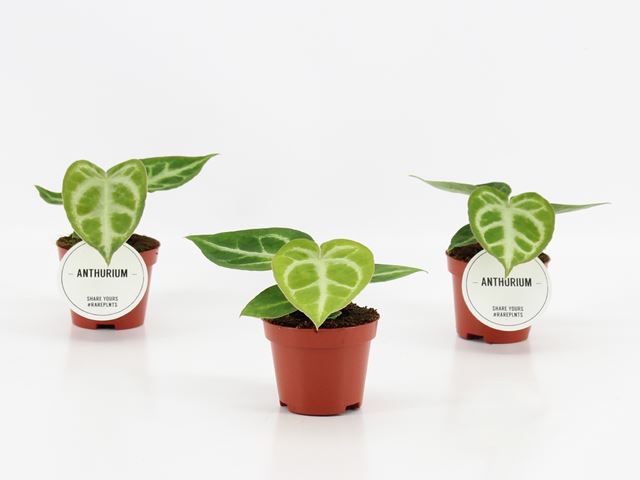 Picture of ANTHURIUM SILVER BLUSH