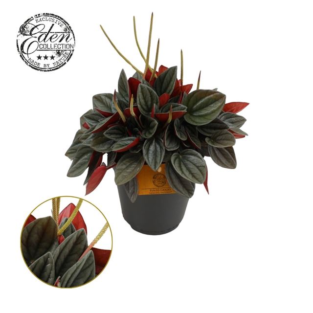 Picture of PEPEROMIA SANTORINI