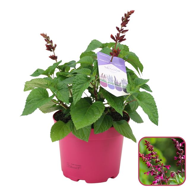 Picture of Salvia salgoon lake flamingo