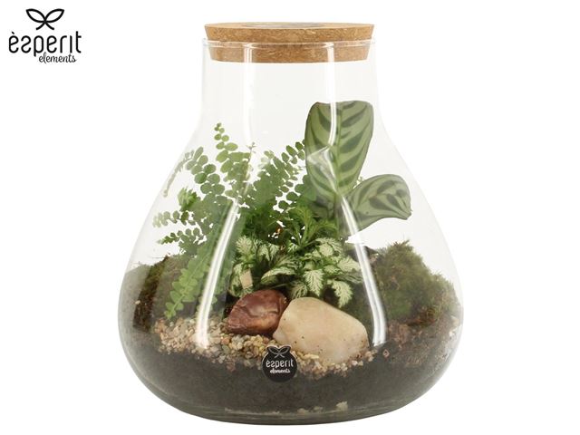 Picture of Terrarium