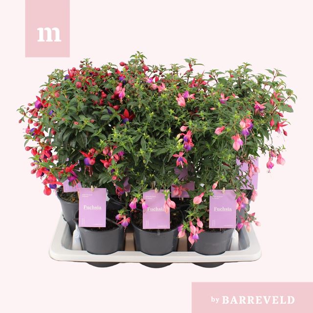 Picture of Fuchsia on stam mix