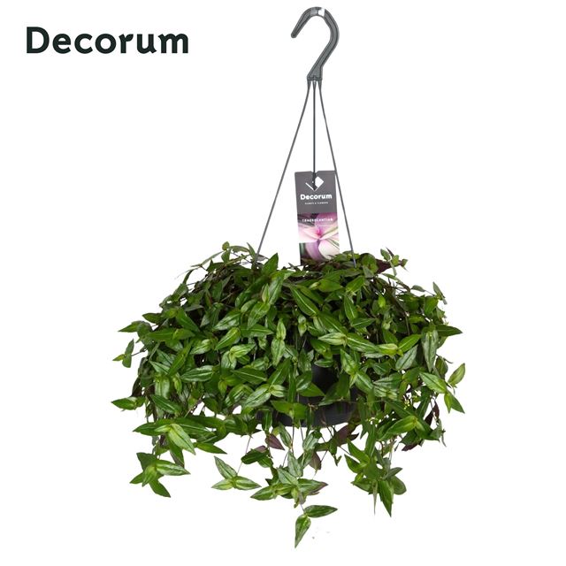 Picture of Tradescantia multiflora in hanging basket
