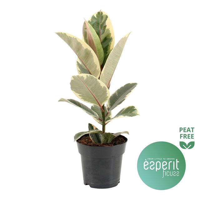 Picture of Ficus elastica tineke
