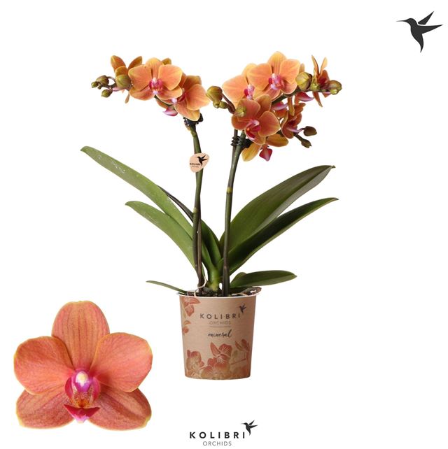 Picture of Phalaenopsis 02-stem kolibri bolzano