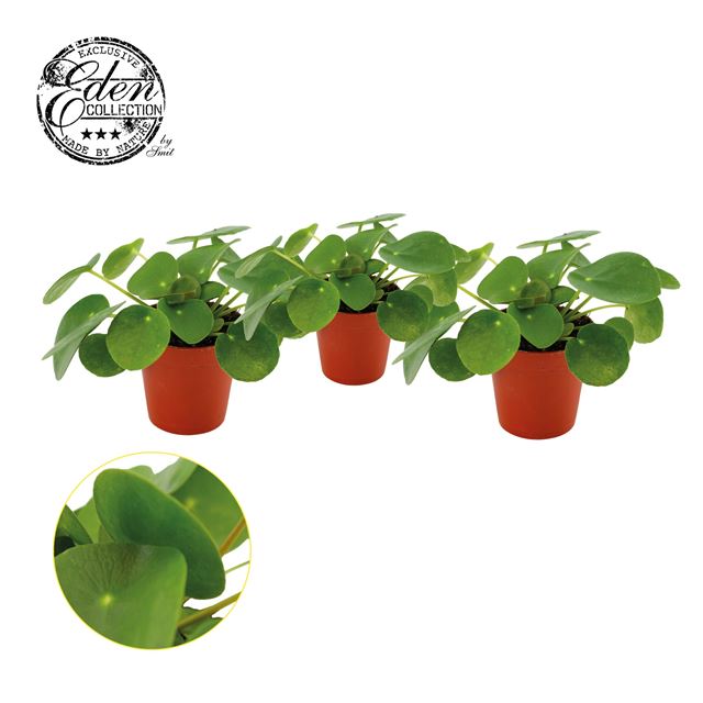 Picture of PILEA PEPEROMIOIDES