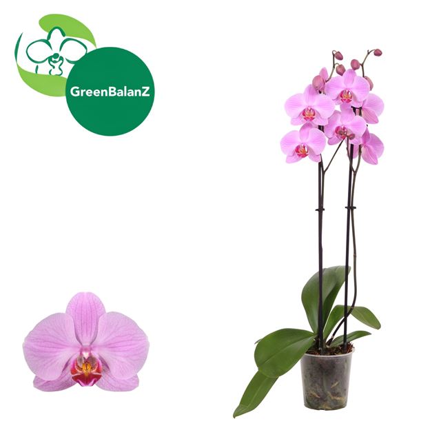 Picture of Phalaenopsis 02-stem pittsburgh