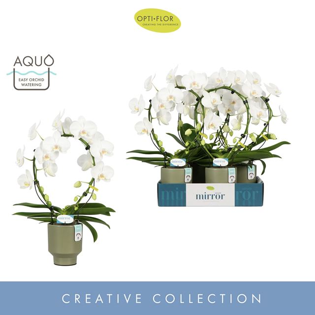 Picture of PHALAENOPSIS 02-ST MIRROR MIRACLE AURORA IN CER