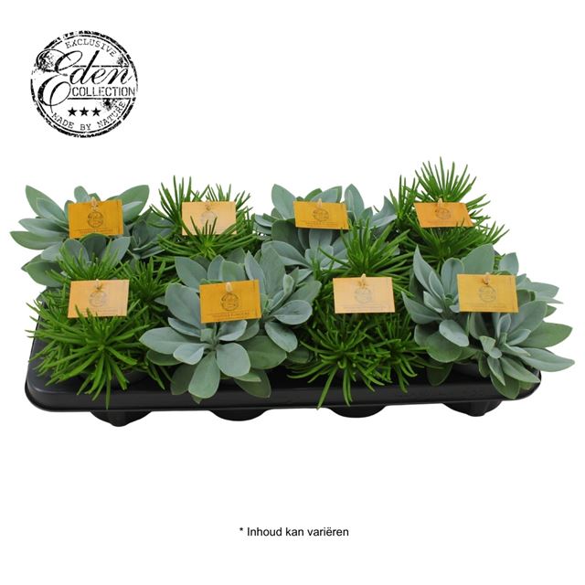 Picture of SENECIO MIX