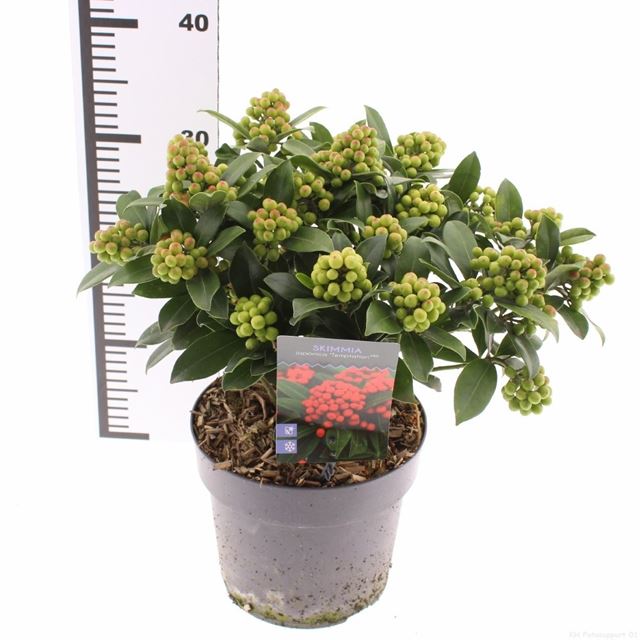 Picture of Skimmia japonica temptation