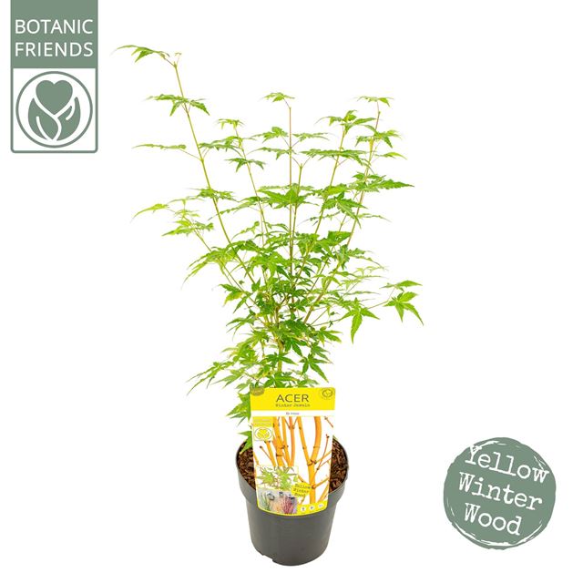 Picture of ACER PALM. BI HOO - SON&KOOT