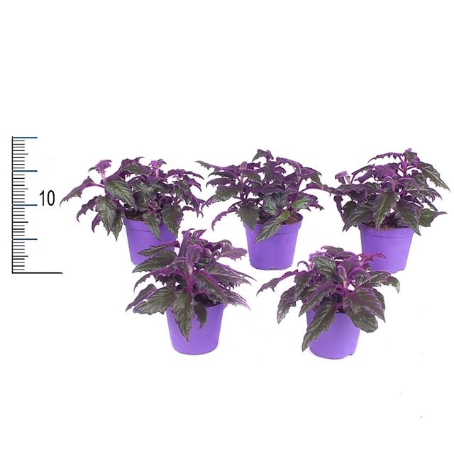 Picture of GYNURA IN PURPLE POT