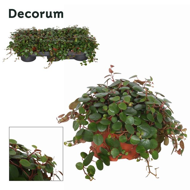 Picture of Peperomia pepperspot