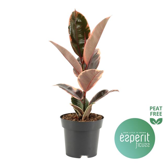 Picture of FICUS ELASTICA BELIZE