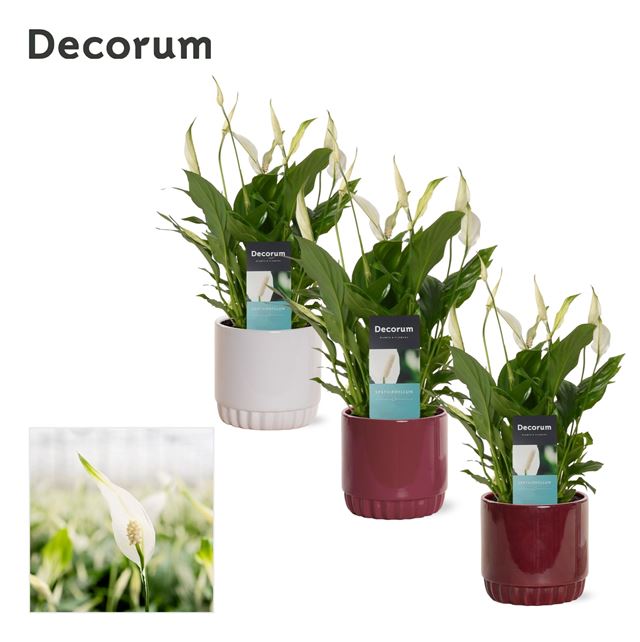 Picture of SPATHIPHYLLUM IN COLOURED CERAMIC