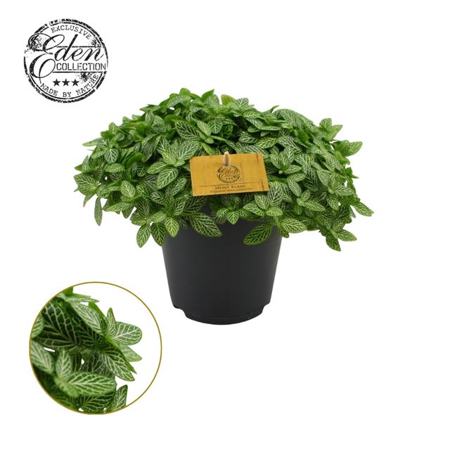 Picture of FITTONIA VERSCHAFFELTII