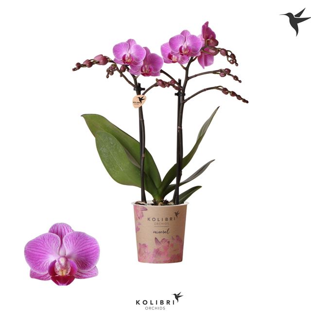 Picture of Phalaenopsis 02-stem vienna