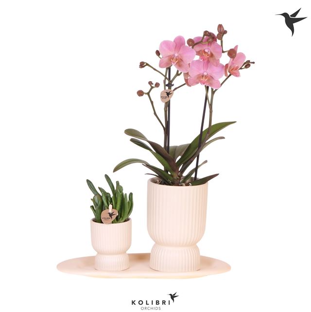 Picture of Phalaenopsis Arrangement Gift Set Travertine