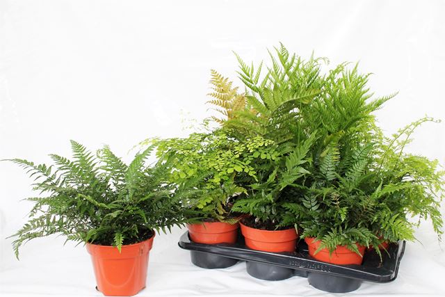 Picture of FERNS (INDOOR) MIX