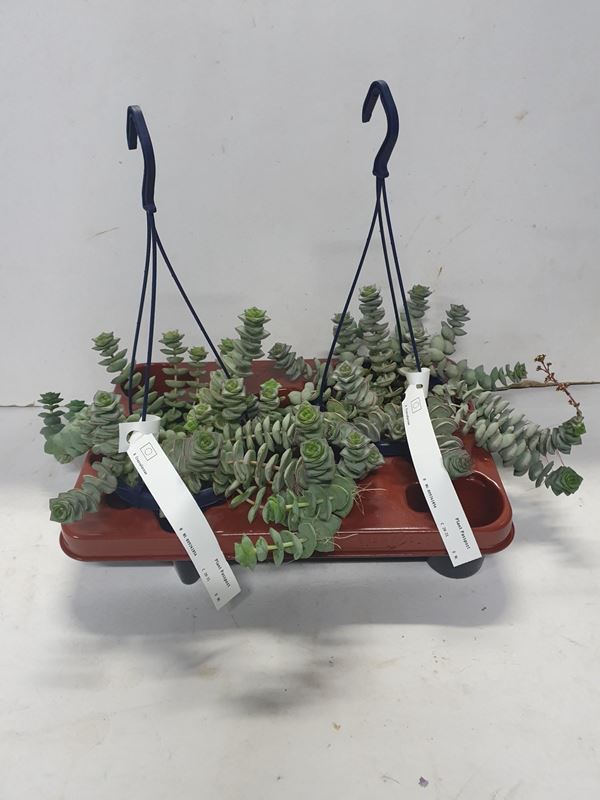 Picture of CRASSULA PERFORATA IN HANGING BASKET