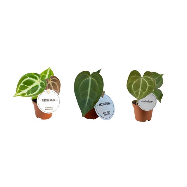 Picture of ANTHURIUM MIX