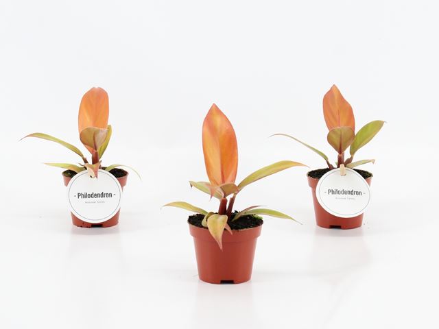 Picture of Philodendron prince of orange