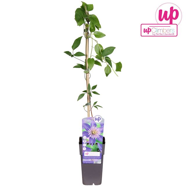 Picture of Clematis multi blue