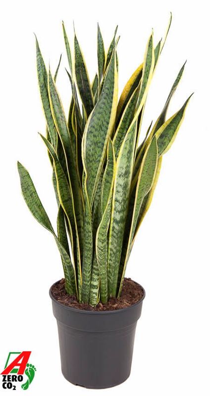 Picture of SANSEVIERIA TRIFASCIATA LAURENTII