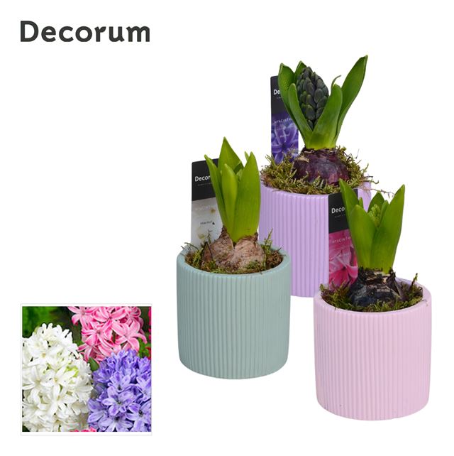 Picture of HYACINTHUS 01BULB MIX IN RIBB CERAMIC