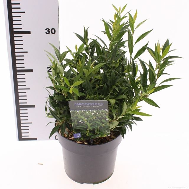 Picture of Sarcococca fragrant valley
