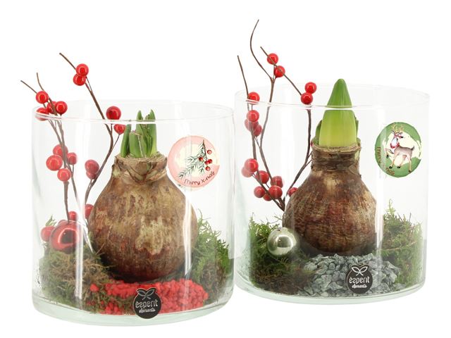 Picture of XMAS ARRANGEMENT 01PP GLASS