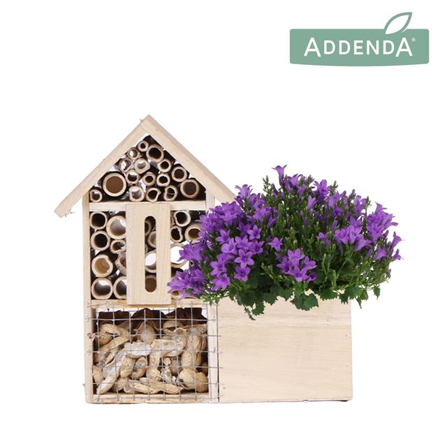 Picture of Campanula ambella intens purple insect hotel