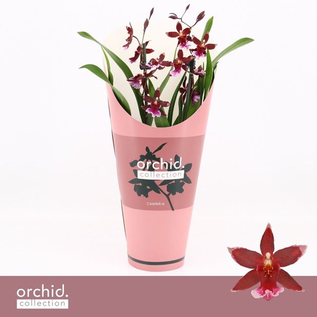 Picture of PHALAENOPSIS 02-STEM BARROCCO RED + POTCOVER