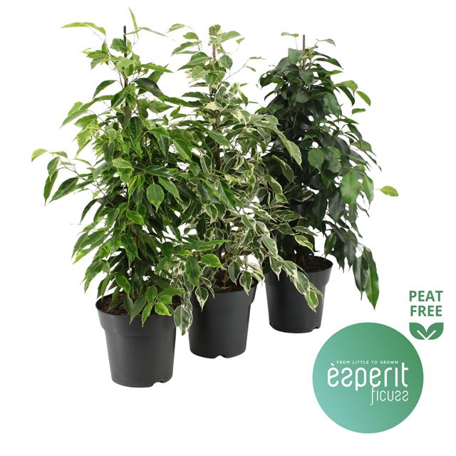 Picture of FICUS BENJAMINA ROYAL SELECTION