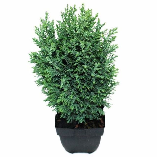Picture of CHAMAECYPARIS LAWSONIANA ELLWOODII