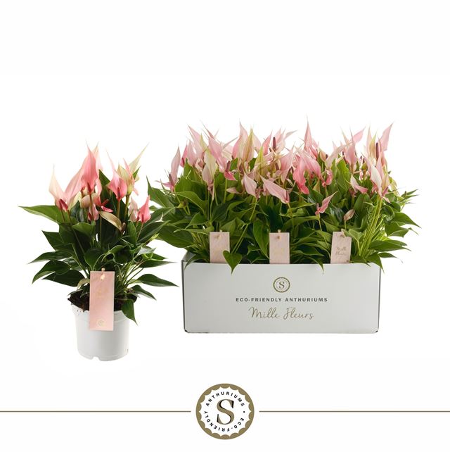 Picture of ANTHURIUM ANDREANUM MILLE FLEURS LILLI