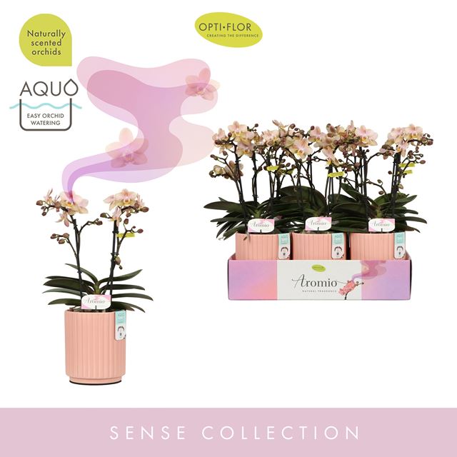 Picture of PHALAENOPSIS 02-STEM AROMIO POWDERY IN CERAMIC
