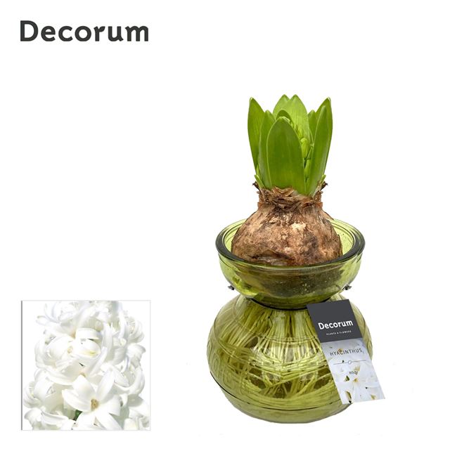 Picture of HYACINTHUS 01BULB IN GLASS