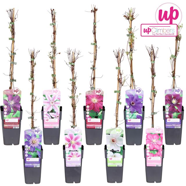 Picture of Clematis mix bigflowered